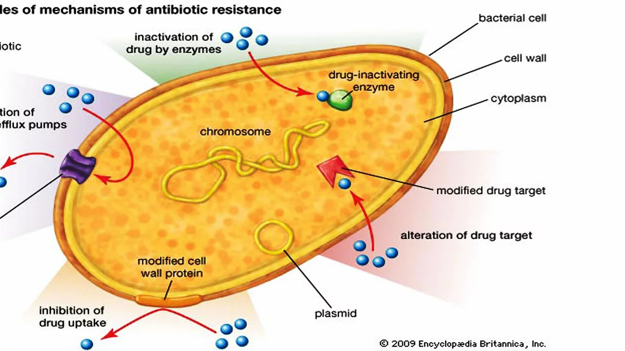 How azithromycin works to fight bacterial infections